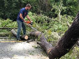 How Our Tree Care Process Works  in  New Hope, OR