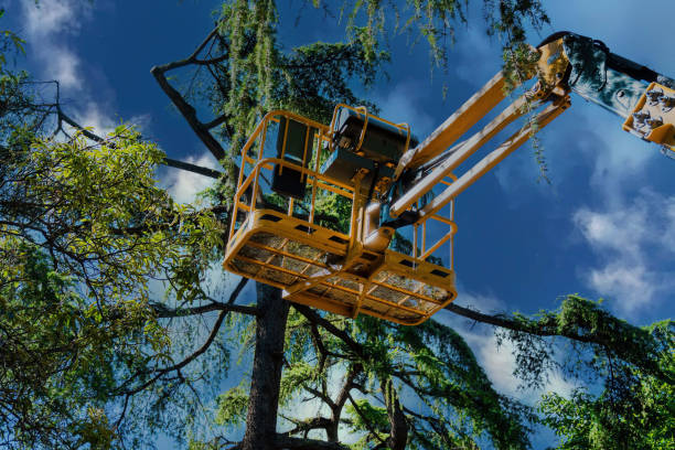 Professional Tree Care Services in New Hope, OR